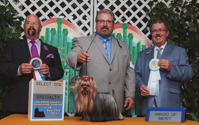 Select Dog Delaware Valley Yorkshire Terrier Club - GCH Artistry's Cole Train